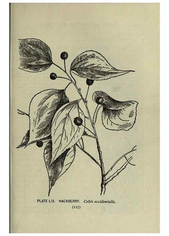 Reproducción/Reproduction 8434850191: A guide to the trees;. New YorkF.A. Stokes[c1900]