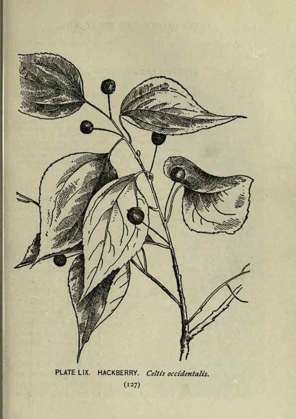 Reproducción/Reproduction 8434850191: A guide to the trees;. New YorkF.A. Stokes[c1900]