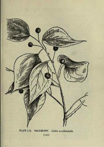 Reproducción/Reproduction 8434850191: A guide to the trees;. New YorkF.A. Stokes[c1900]