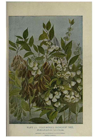 Reproducción/Reproduction 8435931738: A guide to the trees;. New YorkF.A. Stokes[c1900]