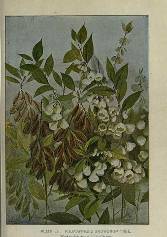 Reproducción/Reproduction 8435931738: A guide to the trees;. New YorkF.A. Stokes[c1900]