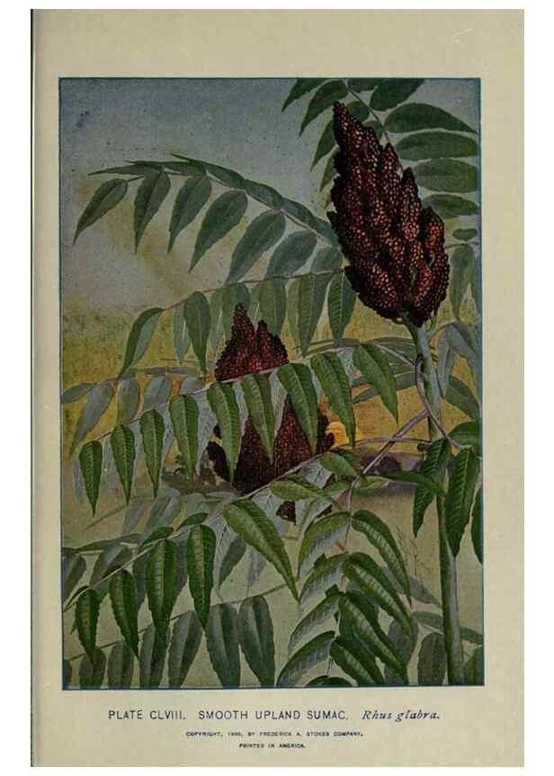 Reproducción/Reproduction 8434901991: A guide to the trees;. New YorkF.A. Stokes[c1900]
