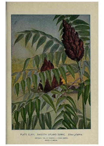 Reproducción/Reproduction 8434901991: A guide to the trees;. New YorkF.A. Stokes[c1900]