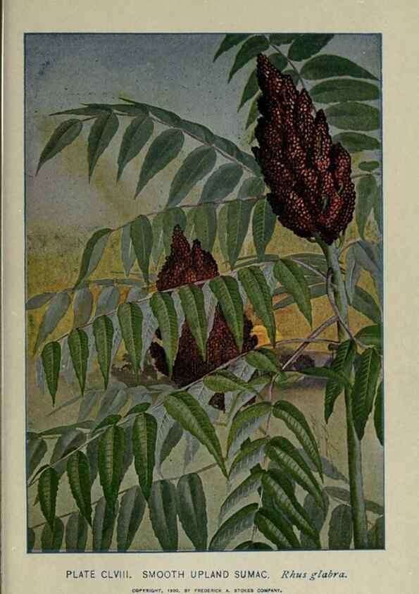 Reproducción/Reproduction 8434901991: A guide to the trees;. New YorkF.A. Stokes[c1900]