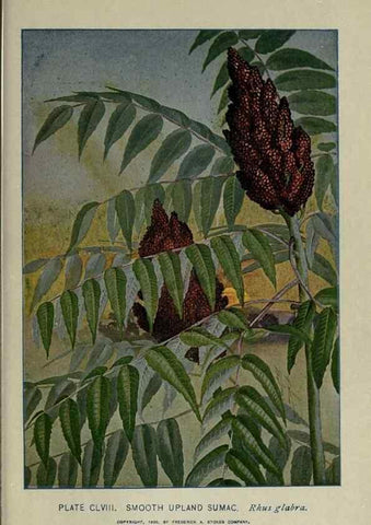Reproducción/Reproduction 8434901991: A guide to the trees;. New YorkF.A. Stokes[c1900]