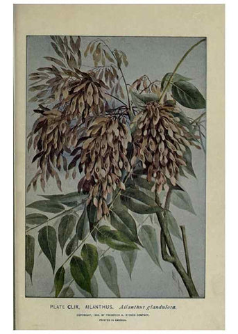 Reproducción/Reproduction 8435987036: A guide to the trees;. New YorkF.A. Stokes[c1900]