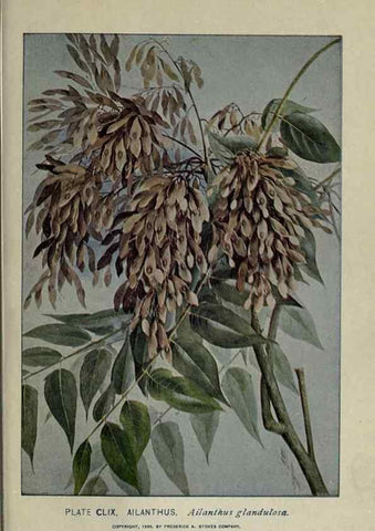 Reproducción/Reproduction 8435987036: A guide to the trees;. New YorkF.A. Stokes[c1900]