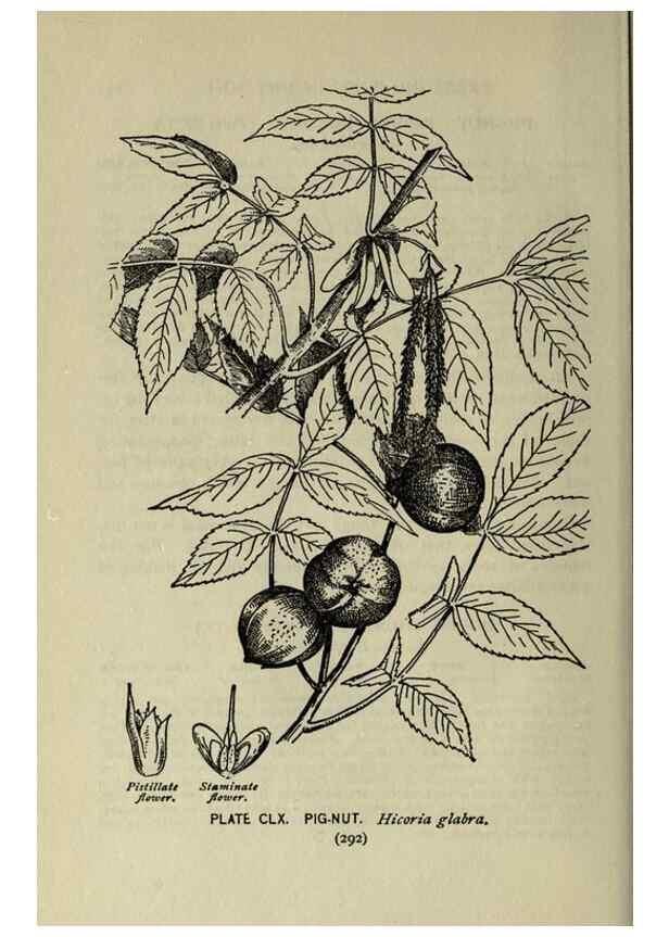 Reproducción/Reproduction 8434902947: A guide to the trees;. New YorkF.A. Stokes[c1900]