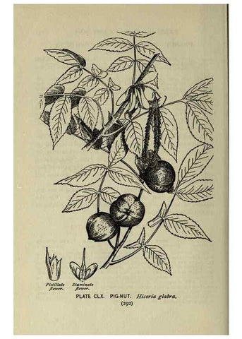 Reproducción/Reproduction 8434902947: A guide to the trees;. New YorkF.A. Stokes[c1900]