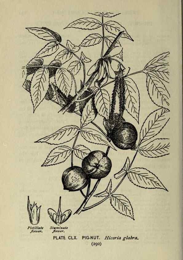 Reproducción/Reproduction 8434902947: A guide to the trees;. New YorkF.A. Stokes[c1900]