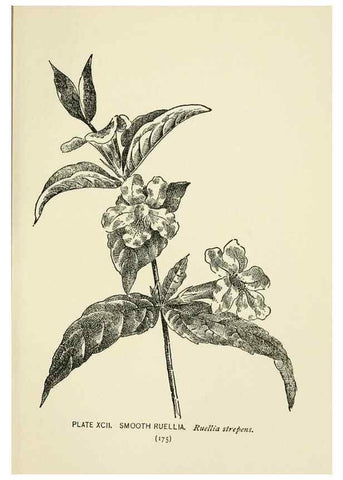 Reproducción/Reproduction 8443940869: A guide to the wild flowers,. New York,Stokes[1899]