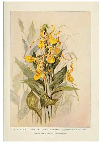Reproducción/Reproduction 8445029782: A guide to the wild flowers,. New York,Stokes[1899]
