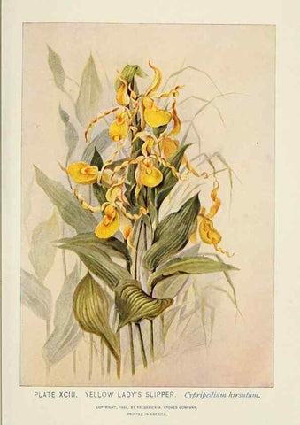 Reproducción/Reproduction 8445029782: A guide to the wild flowers,. New York,Stokes[1899]