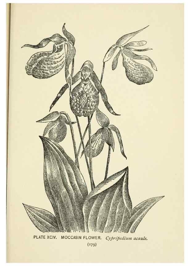 Reproducción/Reproduction 8443941621: A guide to the wild flowers,. New York,Stokes[1899]
