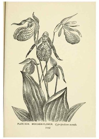 Reproducción/Reproduction 8443941621: A guide to the wild flowers,. New York,Stokes[1899]