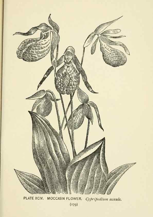 Reproducción/Reproduction 8443941621: A guide to the wild flowers,. New York,Stokes[1899]