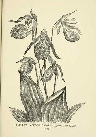 Reproducción/Reproduction 8443941621: A guide to the wild flowers,. New York,Stokes[1899]