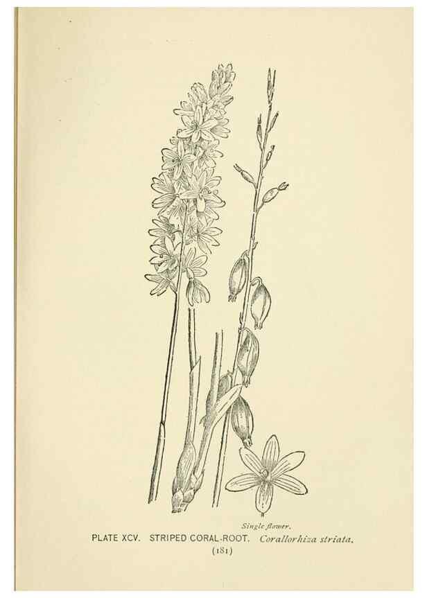 Reproducción/Reproduction 8445030470: A guide to the wild flowers,. New York,Stokes[1899]