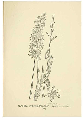 Reproducción/Reproduction 8445030470: A guide to the wild flowers,. New York,Stokes[1899]