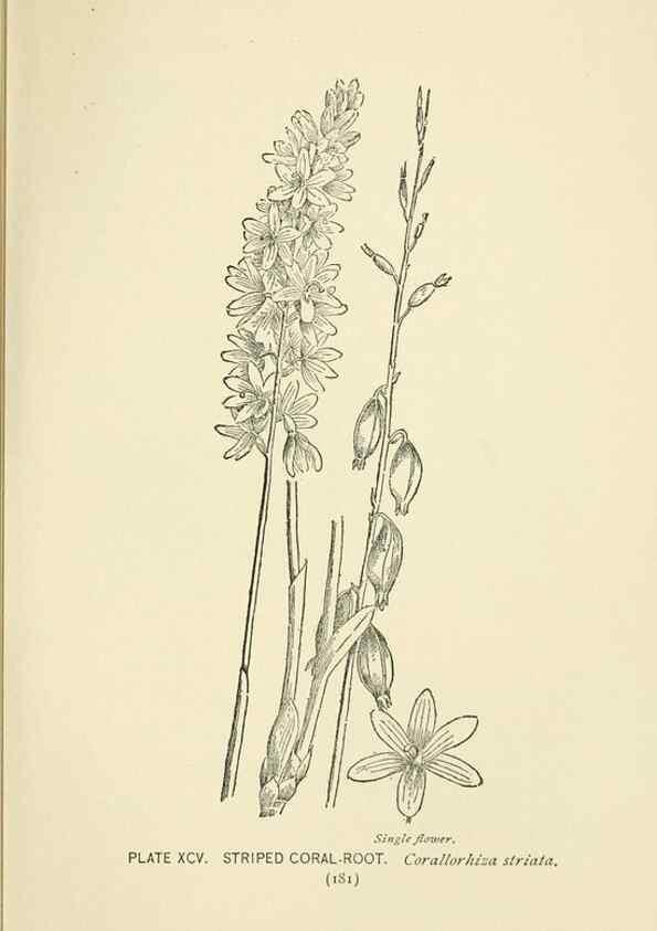 Reproducción/Reproduction 8445030470: A guide to the wild flowers,. New York,Stokes[1899]