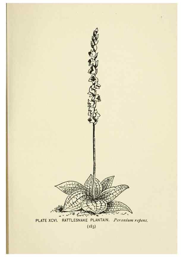 Reproducción/Reproduction 8445030764: A guide to the wild flowers,. New York,Stokes[1899]