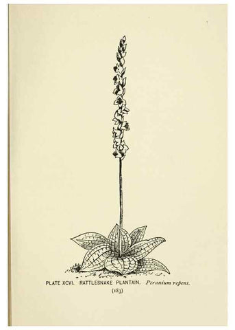 Reproducción/Reproduction 8445030764: A guide to the wild flowers,. New York,Stokes[1899]
