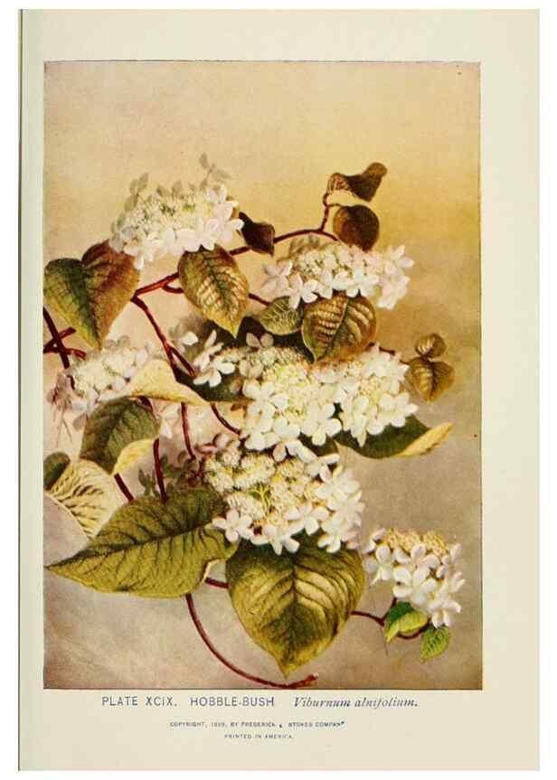 Reproducción/Reproduction 8445031736: A guide to the wild flowers,. New York,Stokes[1899]