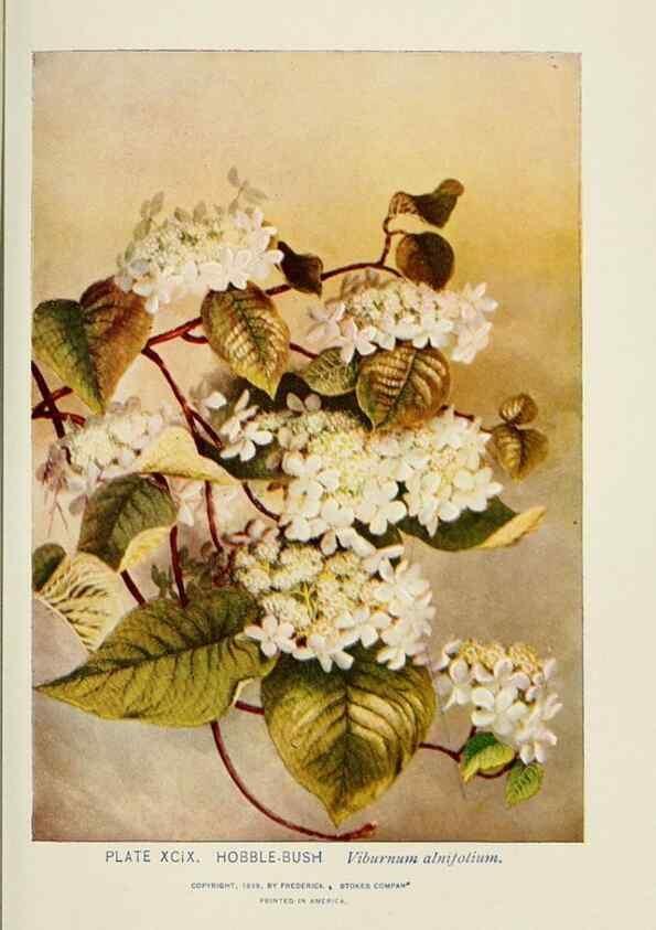 Reproducción/Reproduction 8445031736: A guide to the wild flowers,. New York,Stokes[1899]