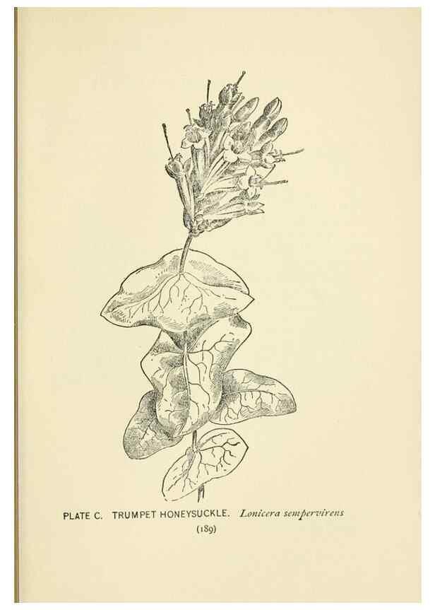 Reproducción/Reproduction 8443943717: A guide to the wild flowers,. New York,Stokes[1899]