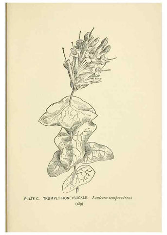 Reproducción/Reproduction 8443943717: A guide to the wild flowers,. New York,Stokes[1899]
