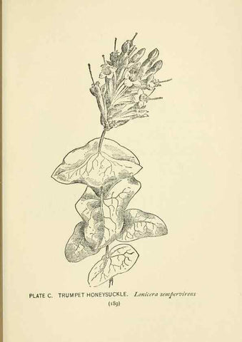 Reproducción/Reproduction 8443943717: A guide to the wild flowers,. New York,Stokes[1899]