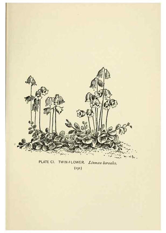 Reproducción/Reproduction 8443944161: A guide to the wild flowers,. New York,Stokes[1899]