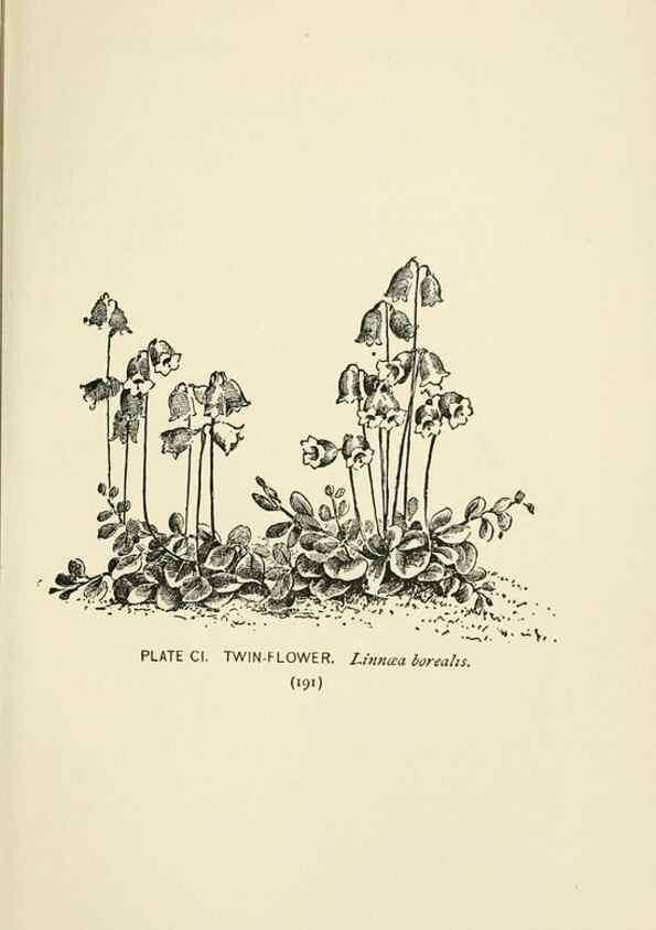 Reproducción/Reproduction 8443944161: A guide to the wild flowers,. New York,Stokes[1899]