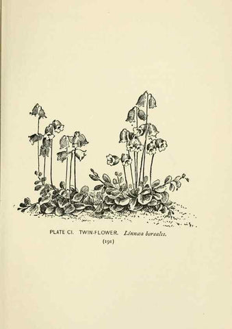 Reproducción/Reproduction 8443944161: A guide to the wild flowers,. New York,Stokes[1899]