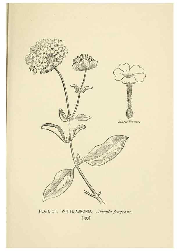 Reproducción/Reproduction 8443944515: A guide to the wild flowers,. New York,Stokes[1899]
