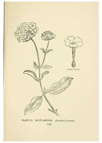 Reproducción/Reproduction 8443944515: A guide to the wild flowers,. New York,Stokes[1899]
