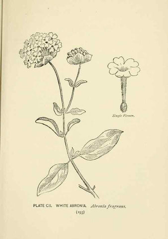 Reproducción/Reproduction 8443944515: A guide to the wild flowers,. New York,Stokes[1899]
