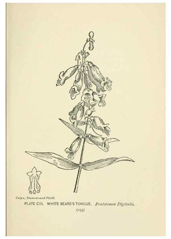 Reproducción/Reproduction 8445033206: A guide to the wild flowers,. New York,Stokes[1899]