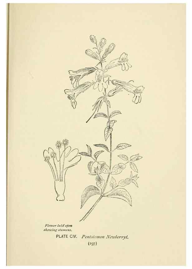 Reproducción/Reproduction 8445033558: A guide to the wild flowers,. New York,Stokes[1899]