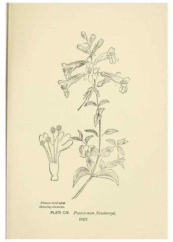 Reproducción/Reproduction 8445033558: A guide to the wild flowers,. New York,Stokes[1899]
