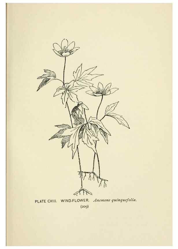 Reproducción/Reproduction 8445035548: A guide to the wild flowers,. New York,Stokes[1899]