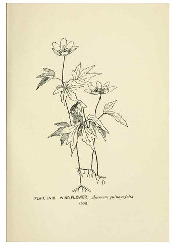 Reproducción/Reproduction 8445035548: A guide to the wild flowers,. New York,Stokes[1899]