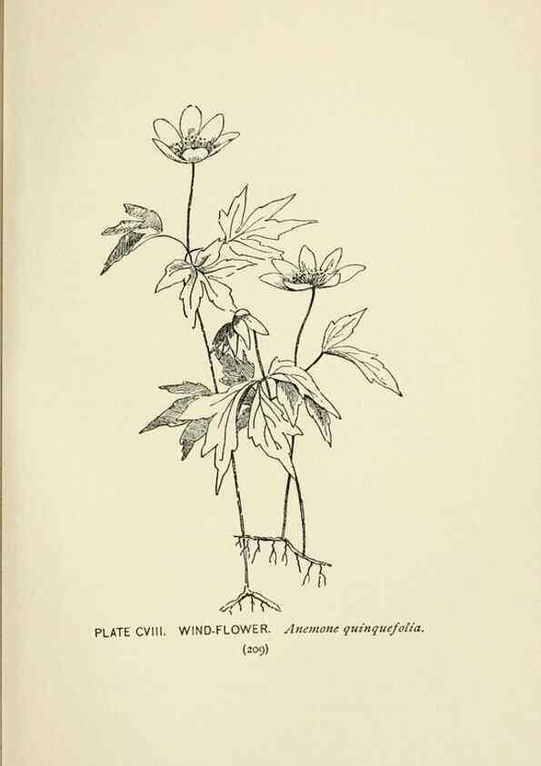 Reproducción/Reproduction 8445035548: A guide to the wild flowers,. New York,Stokes[1899]