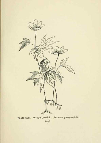 Reproducción/Reproduction 8445035548: A guide to the wild flowers,. New York,Stokes[1899]