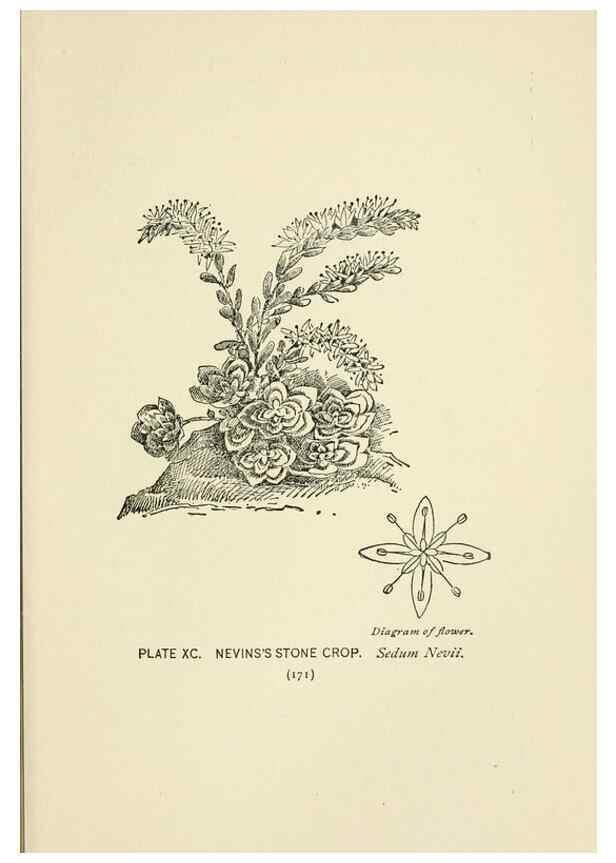 Reproducción/Reproduction 8445014270: A guide to the wild flowers,. New York,Stokes[1899]