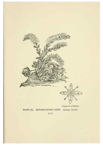 Reproducción/Reproduction 8445014270: A guide to the wild flowers,. New York,Stokes[1899]