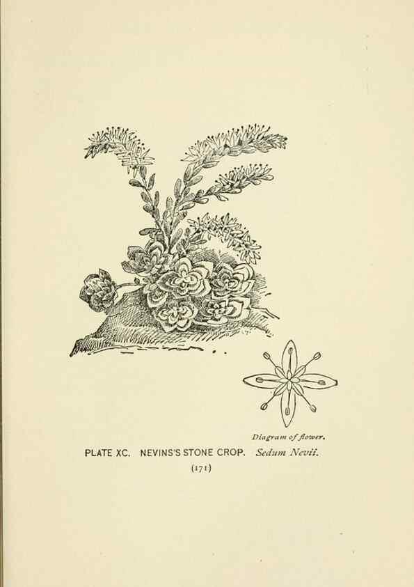Reproducción/Reproduction 8445014270: A guide to the wild flowers,. New York,Stokes[1899]