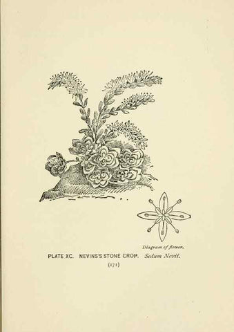 Reproducción/Reproduction 8445014270: A guide to the wild flowers,. New York,Stokes[1899]