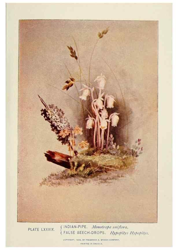Reproducción/Reproduction 8443925101: A guide to the wild flowers,. New York,Stokes[1899]