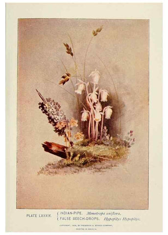 Reproducción/Reproduction 8443925101: A guide to the wild flowers,. New York,Stokes[1899]